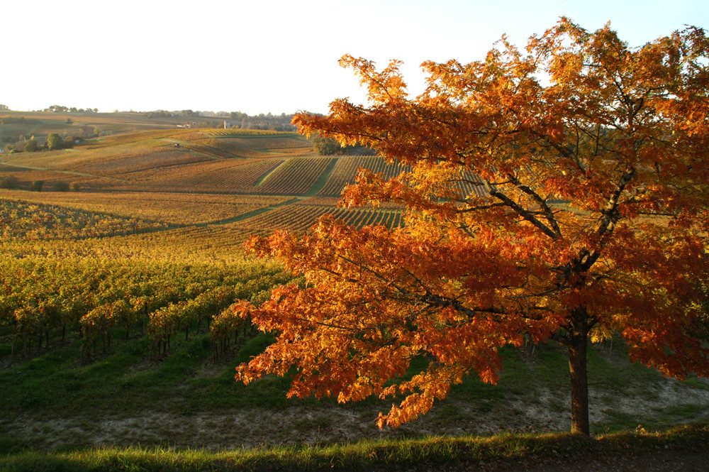 Vignobles au couchant