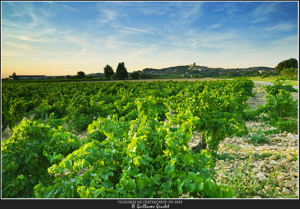 vignobles de chateauneuf-du-pape