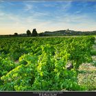 vignobles de chateauneuf-du-pape