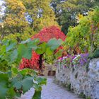 Vignobles de Montmartre