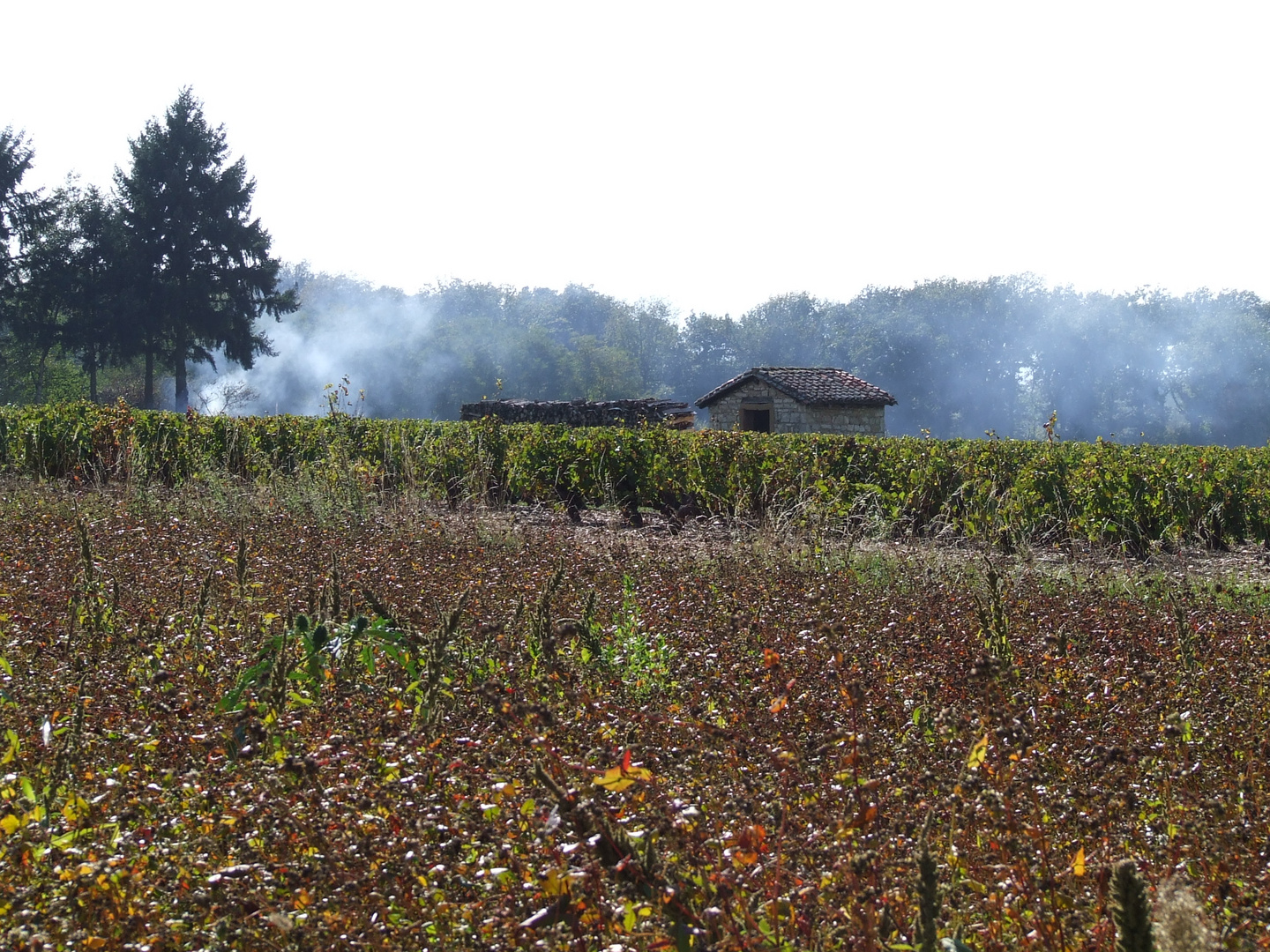 Vignobles du beaujolais