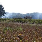 Vignobles du beaujolais