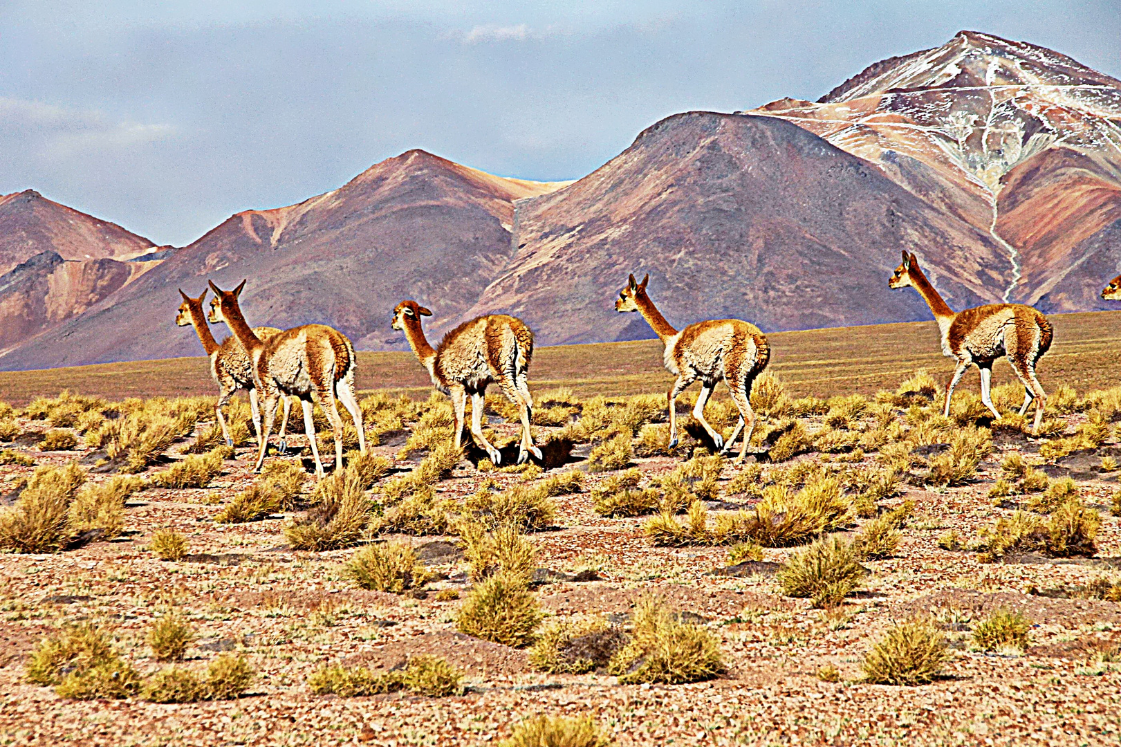 vigognes dans l'altiplano