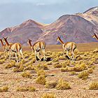 vigognes dans l'altiplano