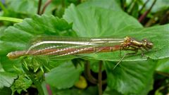 (VII) Die vor gut drei Stunden geschlüpfte weibliche Frühe Adonislibelle (Pyrrhosoma nymphula) . . .