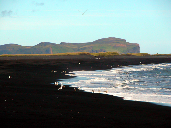 Vik black sand beach, south Iceland