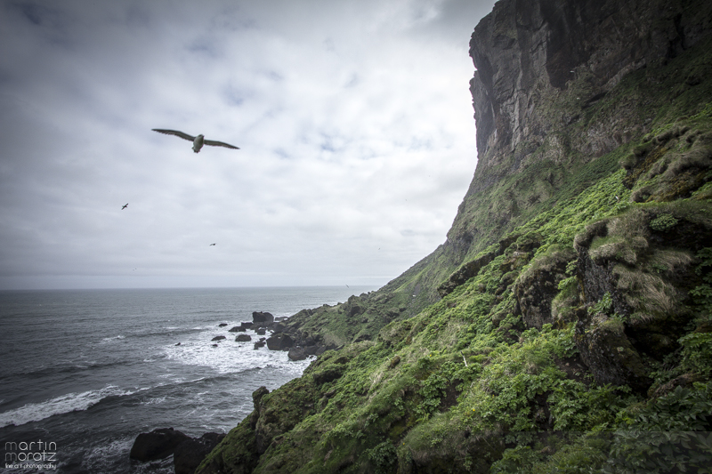 vik i myrdal / iceland