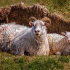 Viking Sheeps