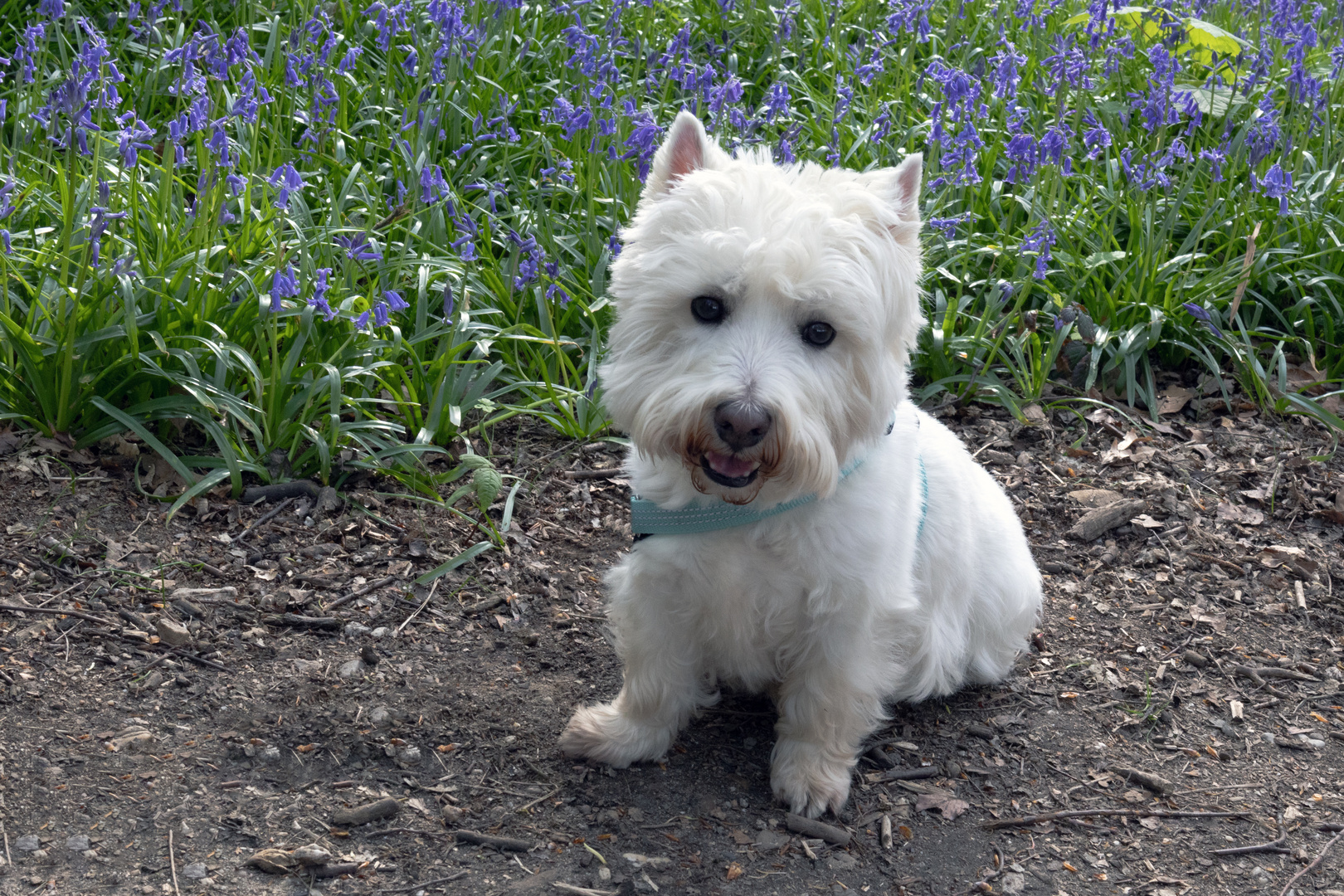 Viktor bei den blauen Blumen