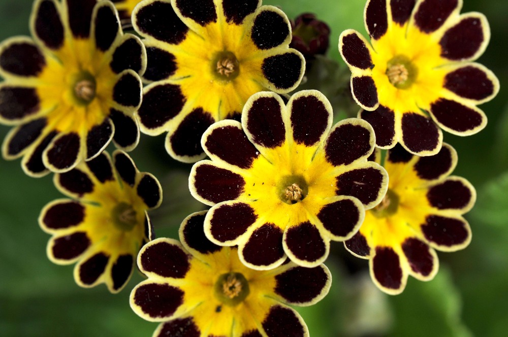 Viktorianische Primel (primula goldlace)