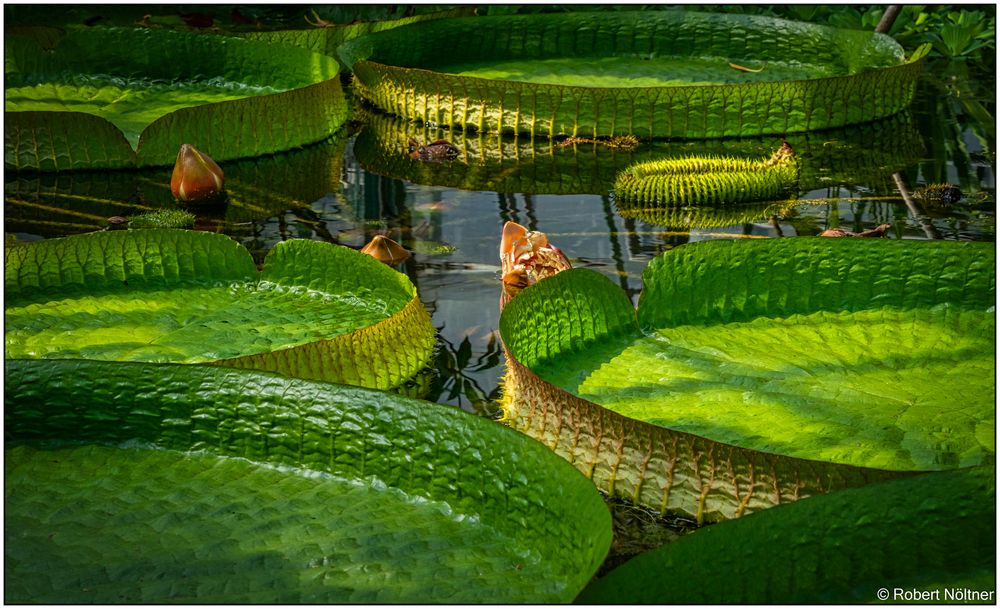 Viktoriaseerose im Botanischen Garten