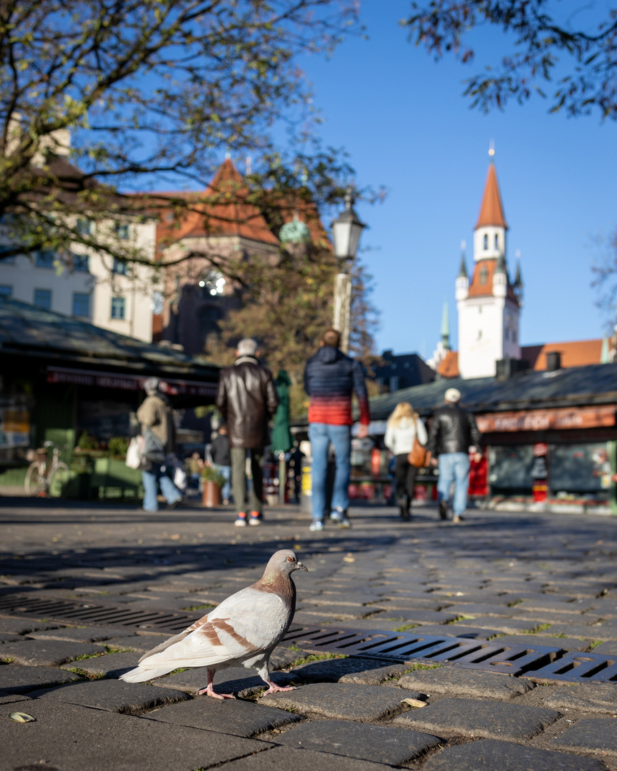 Viktualienmarkt München 1