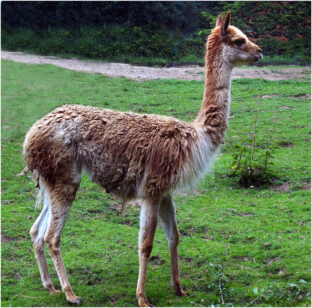 Vikunja (kleinste Kamelart) -neu im Zoo Neuwied-