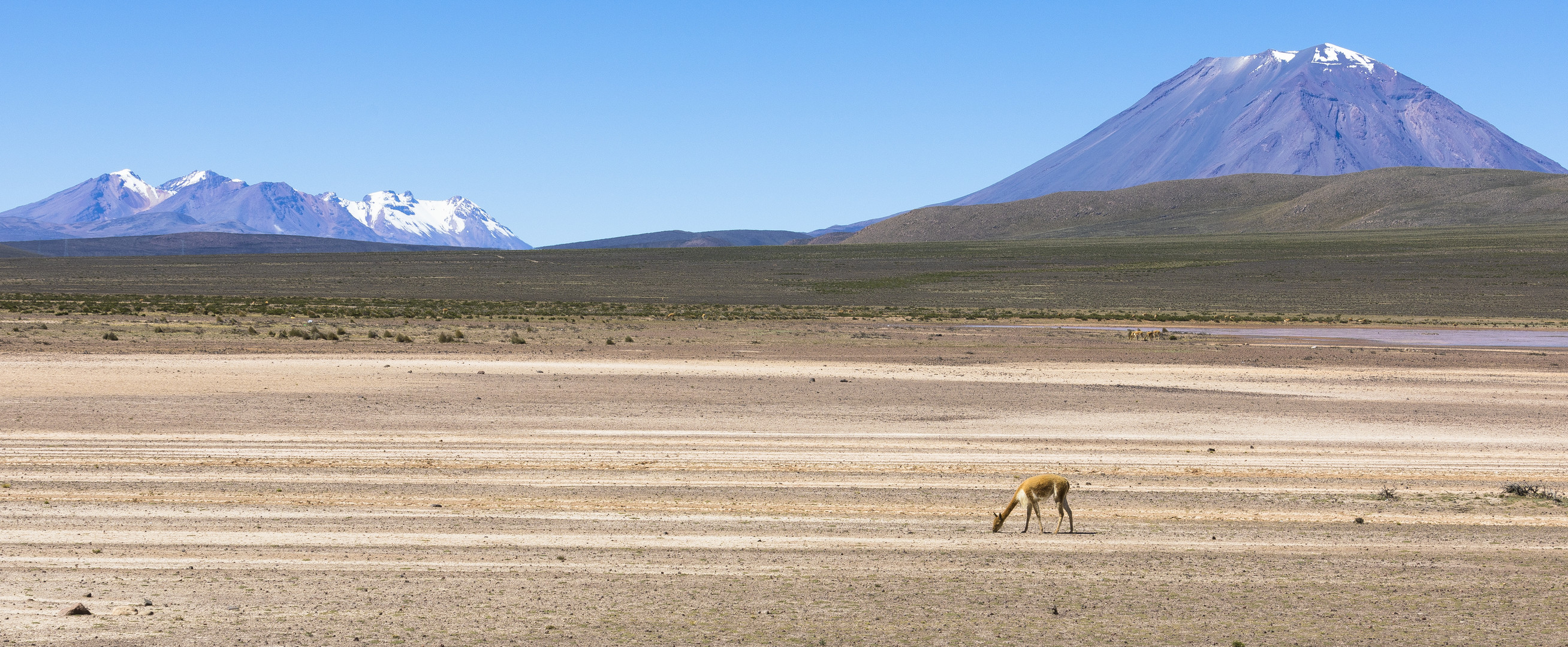 Vikunja zwischen Arequipa und Chivay
