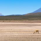 Vikunja zwischen Arequipa und Chivay