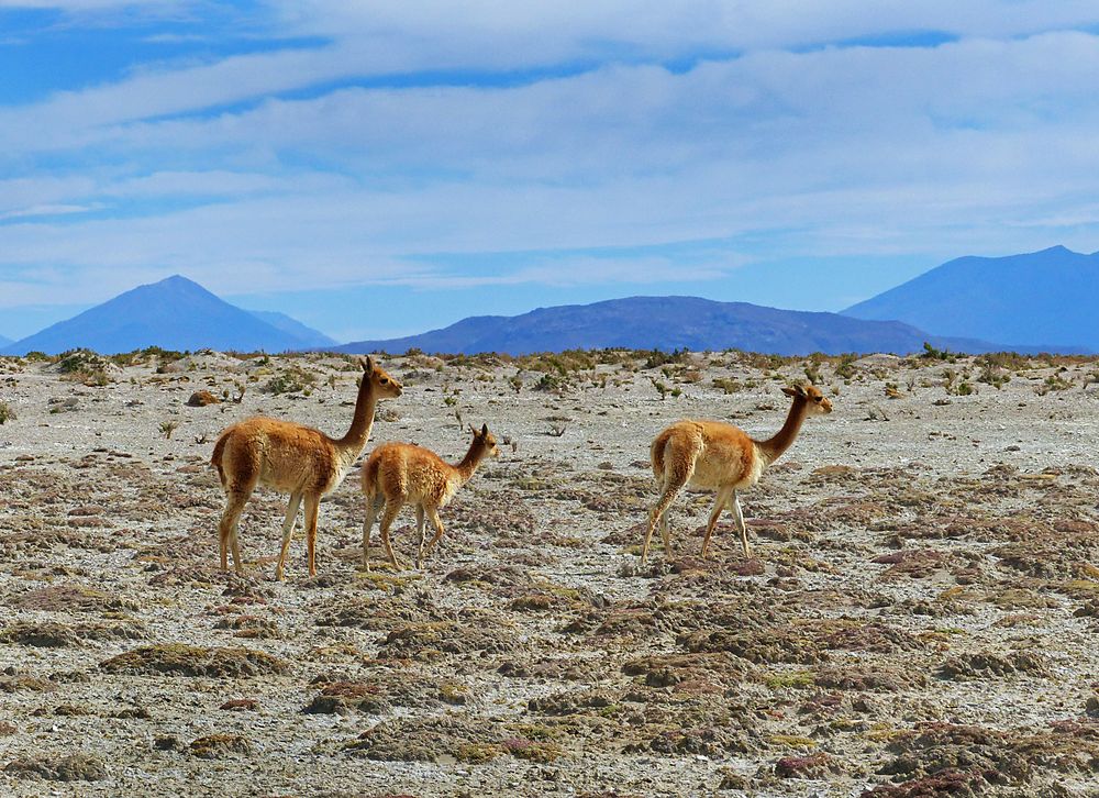 Vikunjas bei San Juan