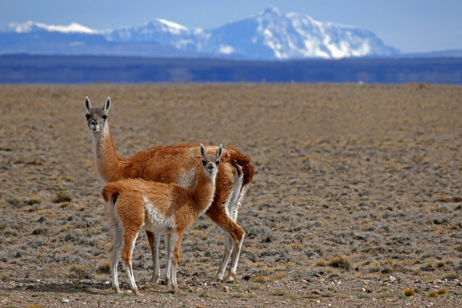 Vikunjas in Chile