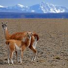 Vikunjas in Chile