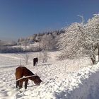 Vilage de Liezey, Vosges