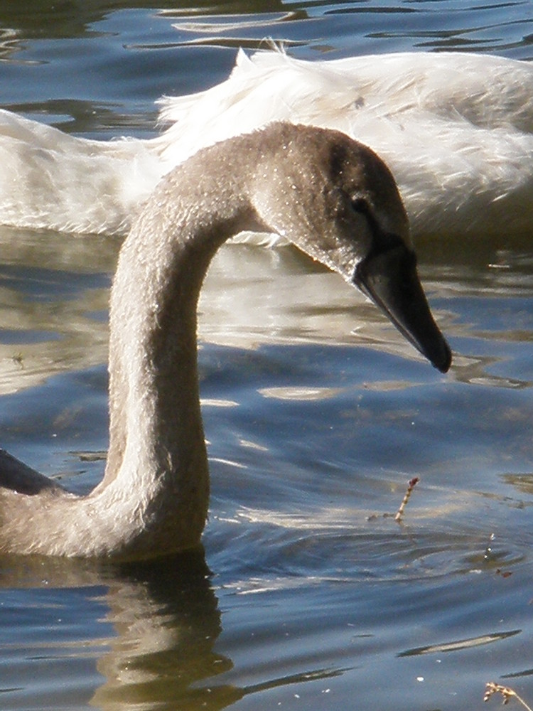 vilain petit canard