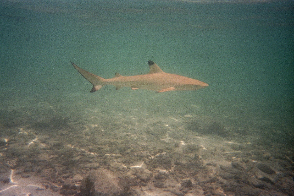 Vilamendhoo 2008