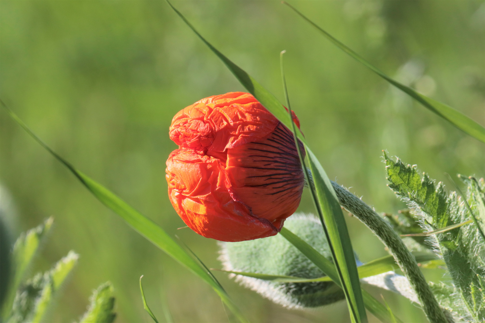 Vilda blommor