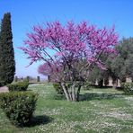 Villa Adriana