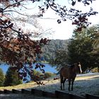 Villa de la Angostura Lago Correntoso