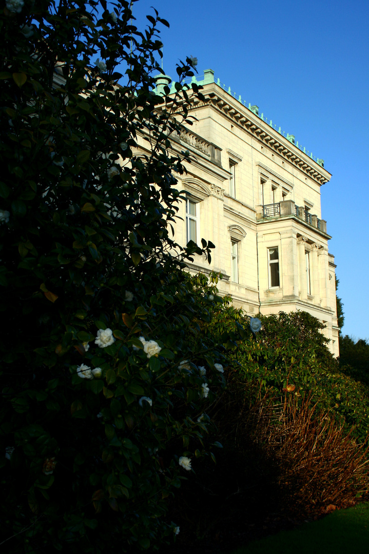 Villa Hügel Kamelie