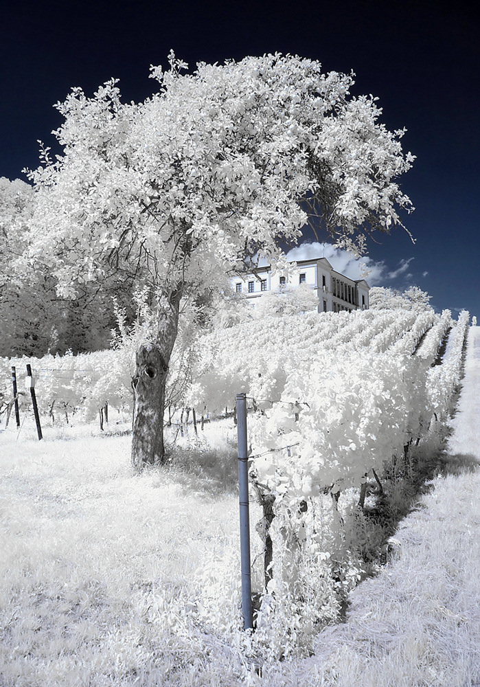 Villa Ludwigshöhe inmitten des Weinbergs