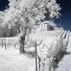 Villa Ludwigshöhe inmitten des Weinbergs