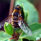 Villa sp., bombyllidae