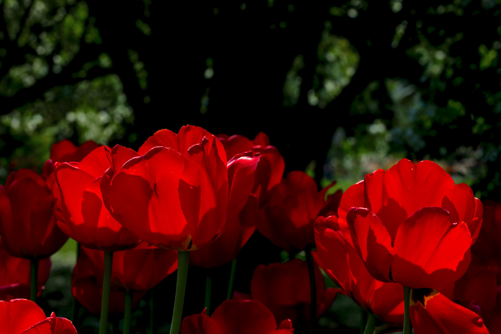 Villa Taranto - Tulipani (6)