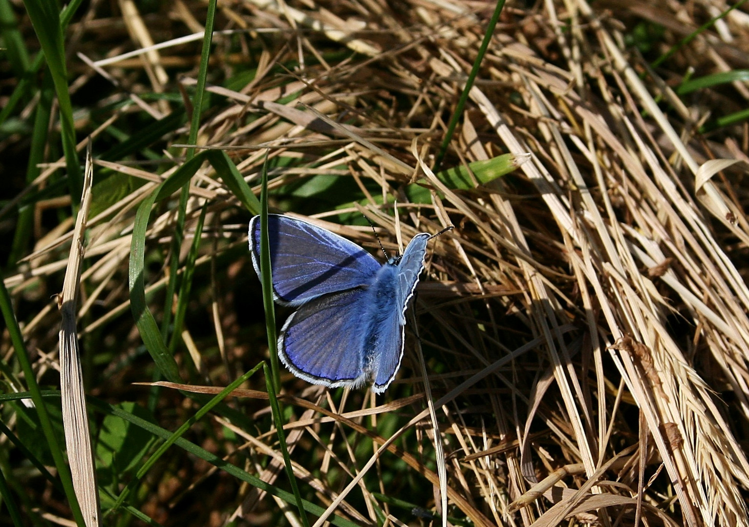 villacher bläuling