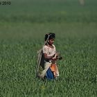 Village Girl in the Wheat Fields