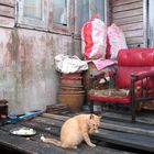 Village-Nature morte with a cat