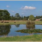 village pond Montacute 2