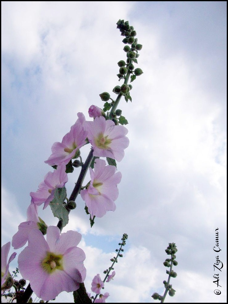 Village Roads Beauties: Hollyhock Flowers