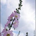 Village Roads Beauties: Hollyhock Flowers