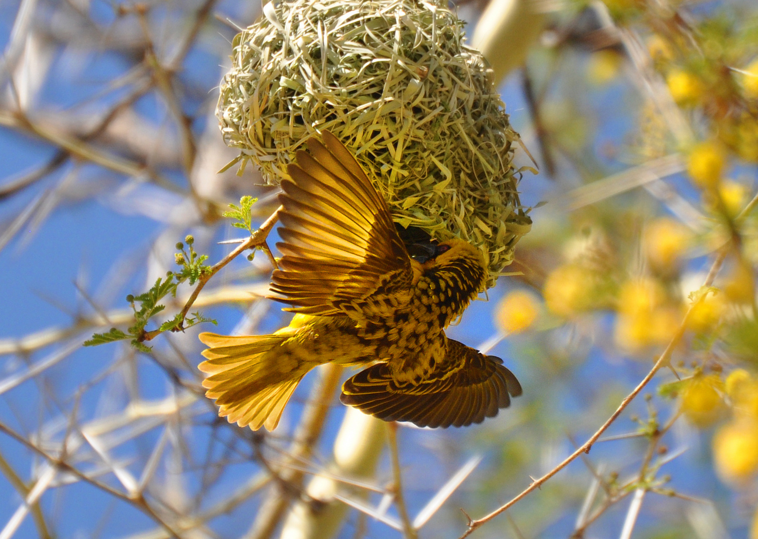 Village Weaver