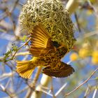 Village Weaver