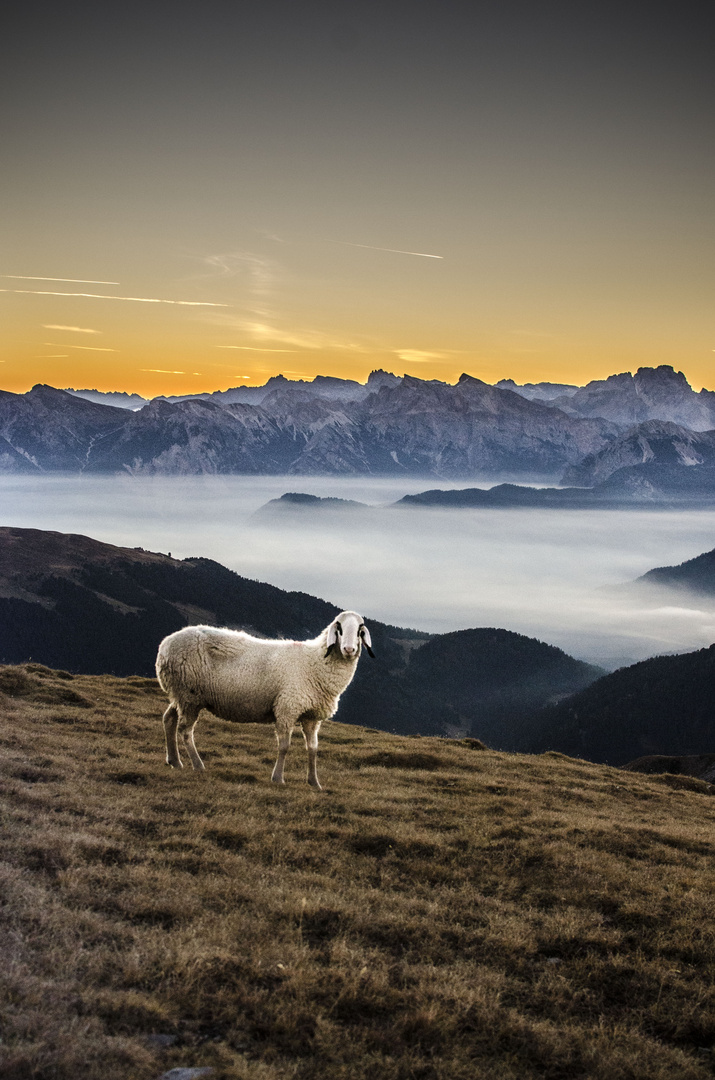 Villnösser Brillenschaf kurz vor Sonnenaufgang