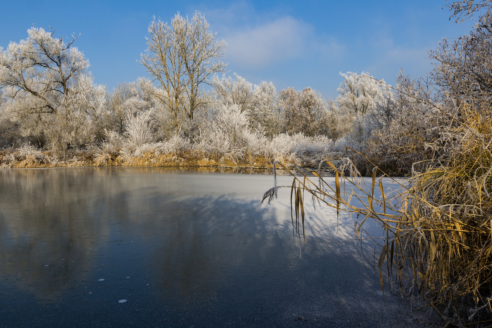 Vilsauen im Raureif 5