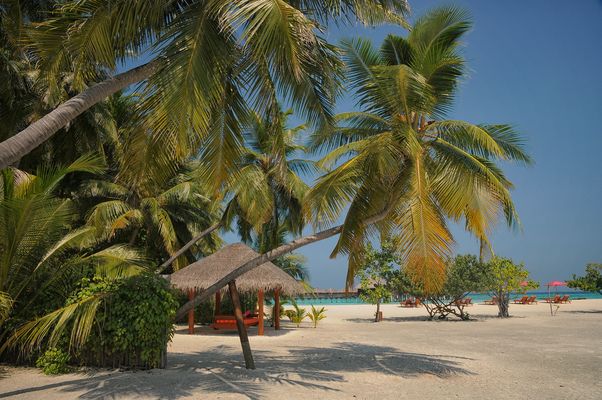 Vilu Reef Maldives - Krumme Palmen