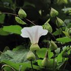 Vilucchio bianco 1 (Calystegia sepium)