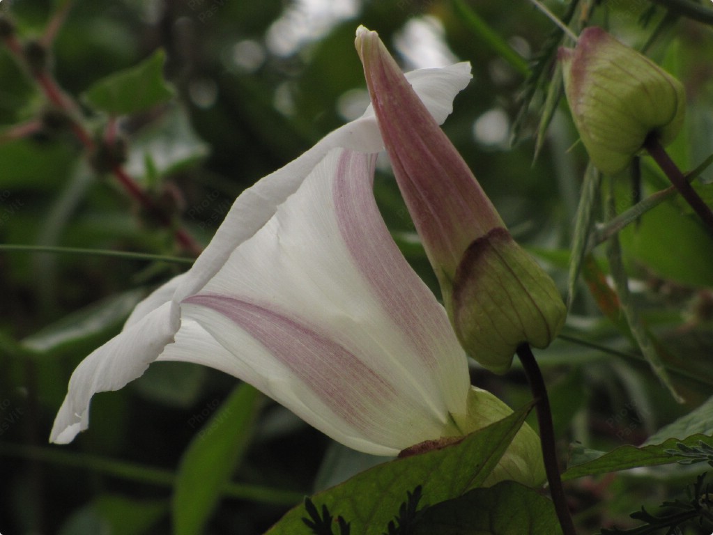 Vilucchio bianco 2 (Calystegia sepium)