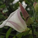 Vilucchio bianco 2 (Calystegia sepium)