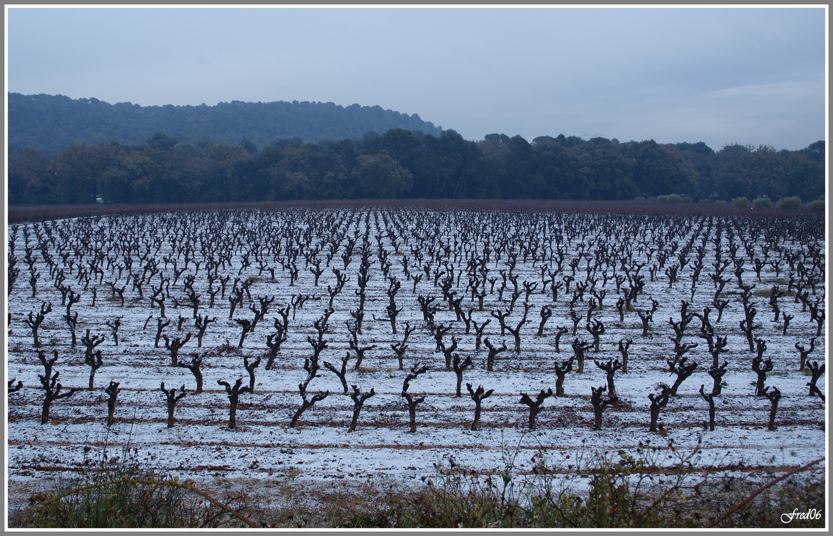 Vin au frais