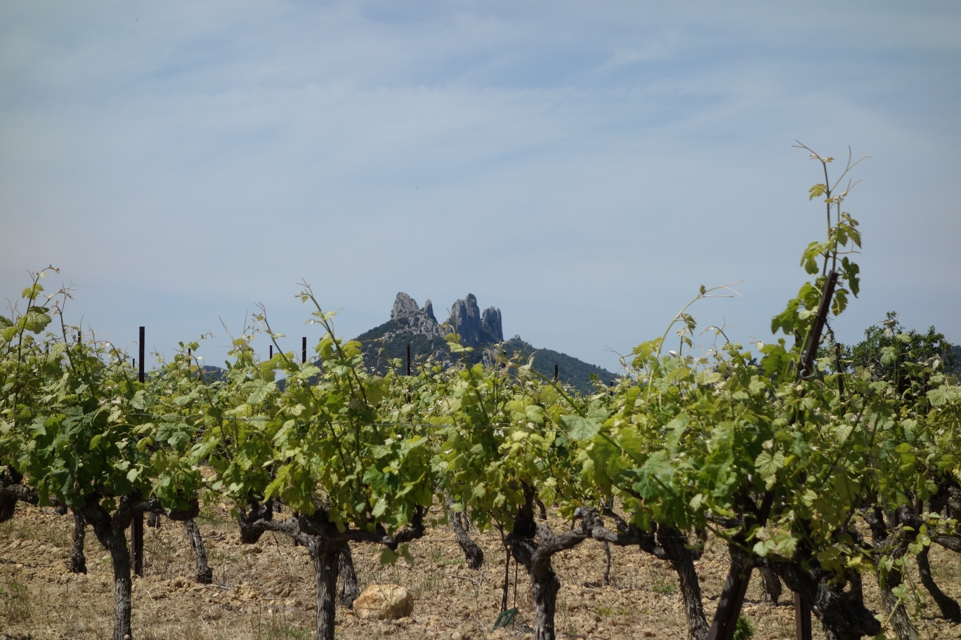 vin et dentelles