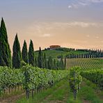 vin et huile à cerreto guidi  ( province de florence ).